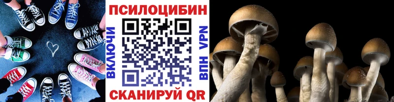 купить наркотики сайты  Кяхта  Псилоцибиновые грибы Cubensis 